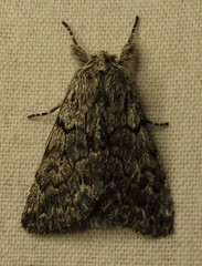 Pleromelloida conserta