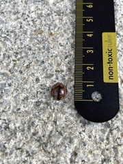 Aiolocaria hexaspilota