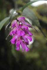 Elleanthus maculatus