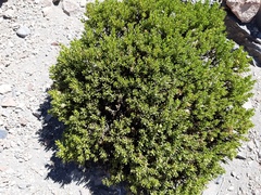 Baccharis tricuneata