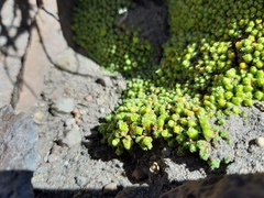 Paronychia andina