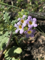 Phacelia suaveolens