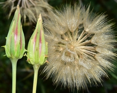 Scorzonera laciniata