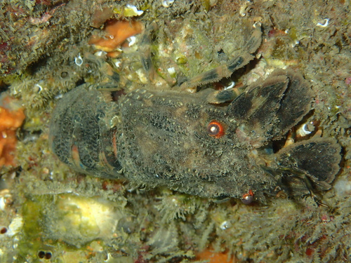 Scyllarus arctus