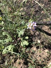 Phacelia suaveolens