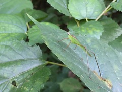Phaneroptera nigroantennata
