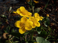 Caltha palustris