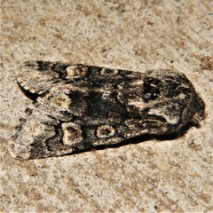 Psaphida thaxterianus