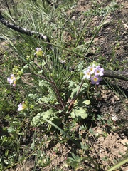 Phacelia suaveolens