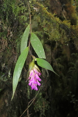 Elleanthus maculatus