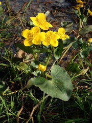 Caltha palustris