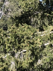 Pseudotsuga macrocarpa