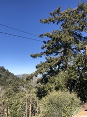 Pseudotsuga macrocarpa