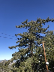 Pseudotsuga macrocarpa