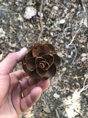 Pseudotsuga macrocarpa