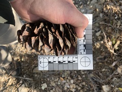 Pseudotsuga macrocarpa