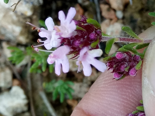 Image of Thymus willdenowii by (c) Karim Haddad, some rights reserved (CC BY)