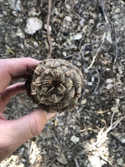 Pseudotsuga macrocarpa