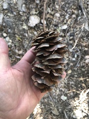 Pseudotsuga macrocarpa