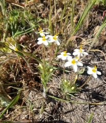 Leptosiphon parviflorus