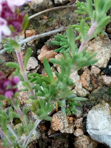 Image of Thymus willdenowii by (c) Karim Haddad, some rights reserved (CC BY)