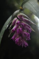 Elleanthus maculatus