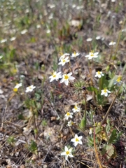 Leptosiphon parviflorus