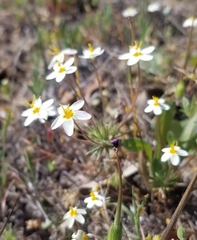 Leptosiphon parviflorus