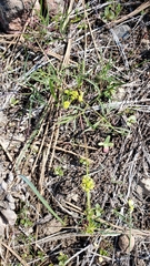 Lomatium stebbinsii