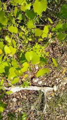 Vitis berlandieri