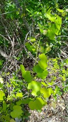 Vitis berlandieri