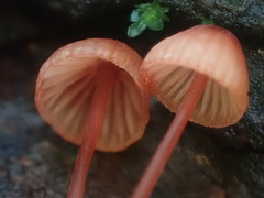 Mycena toyerlaricola