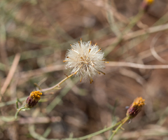 Erigeron reductus angustatus
