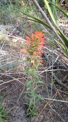 Castilleja lindheimeri