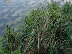 Carex acutiformis