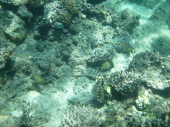Acanthuridae