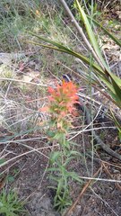 Castilleja lindheimeri