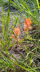 Castilleja lindheimeri