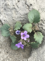 Phacelia pulchella