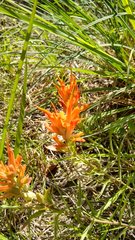 Castilleja lindheimeri