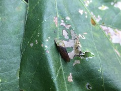 Neotituria kongosana