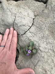 Phacelia pulchella
