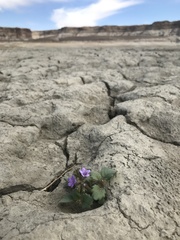 Phacelia pulchella