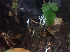Phaeoclavulina ochracea