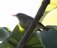Vireo magister
