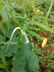 Chaptalia nutans