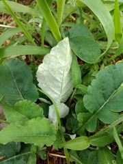 Chaptalia nutans