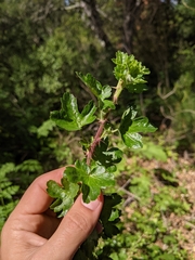 Ribes divaricatum pubiflorum
