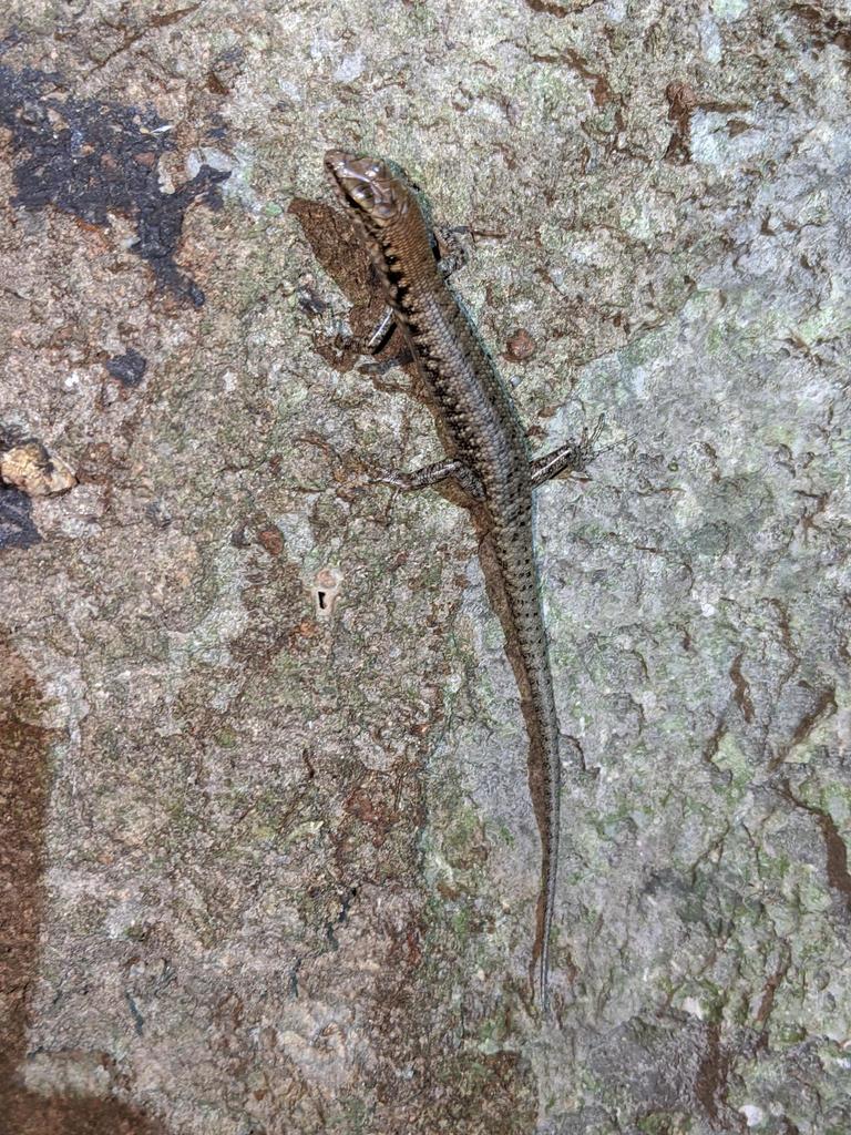 Northern Barsided Skink