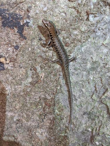 Northern Barsided Skink